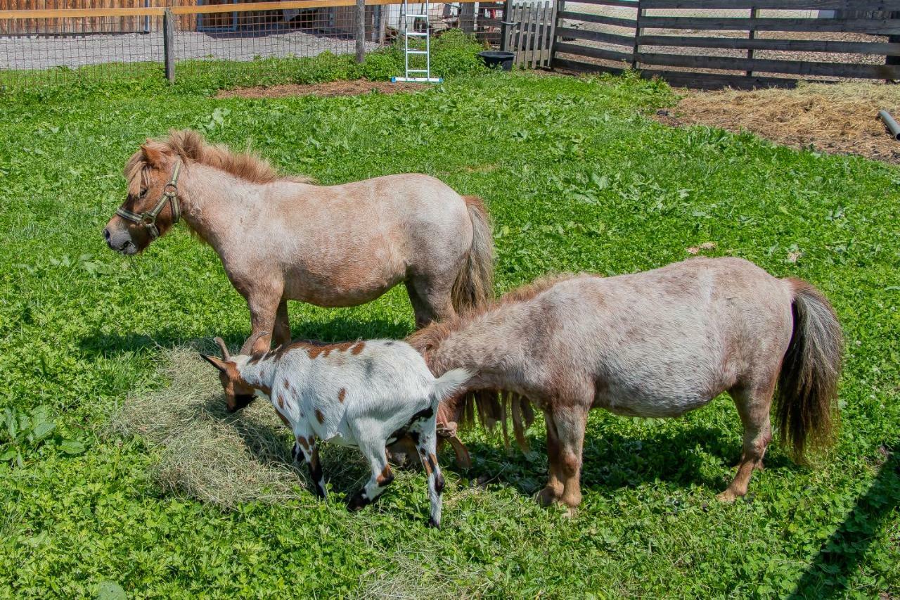 Palfengut Lägenhet Altenmarkt im Pongau Exteriör bild